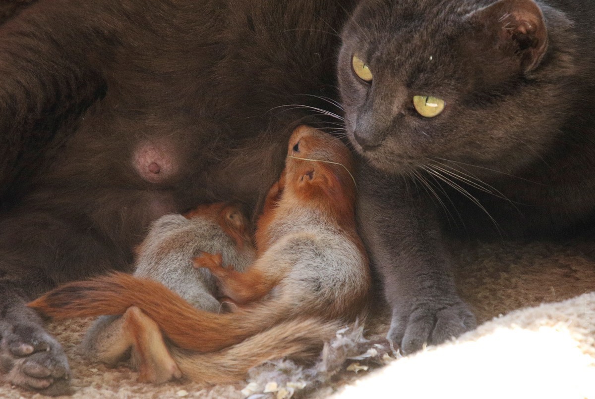 1koshka_belki_siroty_apr2019.jpg